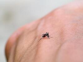 mosquitos estão sucção sangue em a pele. foto