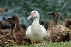 fechar acima Visão do uma branco Pato olhando foto