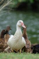 fechar acima Visão do uma branco Pato olhando foto