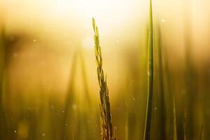 flor do arroz e verde folha. foto