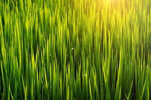 arroz folhas com luz solar foto