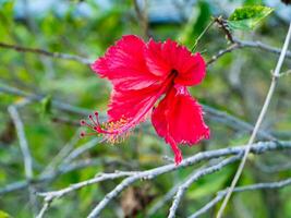 Sombrio vermelho chinês rosa foto