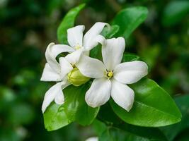 flor de jasmim laranja foto