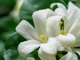 flor de jasmim laranja foto