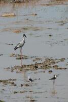 ásia openbill pássaro. foto