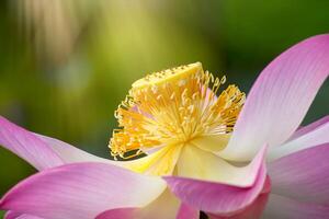 fechar acima Rosa lótus flor. foto