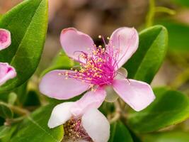 fechar acima do felpudo murta flor. foto