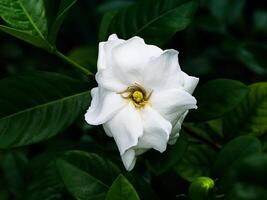 a branco do gardênia jasminoides. foto