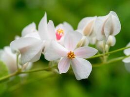 mexicano rastejador flor foto