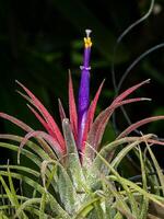 Tillandsia ar plantar. foto