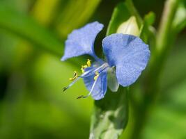 azul flor do escalada dayflower foto