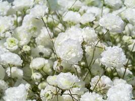 fechar acima do branco Gypsophila flor foto