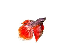peixe lutador siamês foto