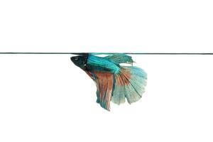 peixe lutador siamês foto