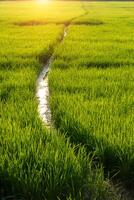verde folha do arroz plantar dentro arroz campo foto
