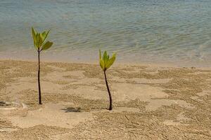 árvore cresce em a areia. foto