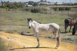 branco cavalo olhando em linha reta adiante em uma estrada dentro uma campo foto