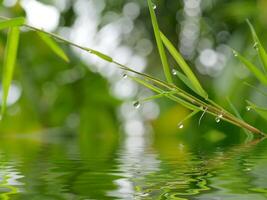 bambu folhas com solta orvalho foto