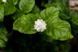 branco do jasmim flor. foto