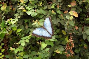 borboleta com azul asas aberto em uma fundo do verde folhas dentro a floresta foto