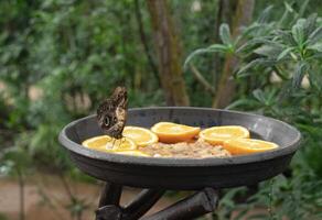 borboleta alimentando, sentado dentro uma fruta cocho foto