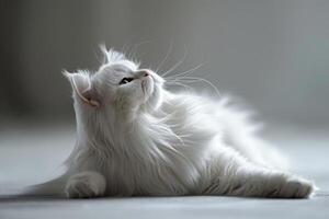 ai gerado gracioso persa gato alongamento elegantemente, exibindo dela luxuoso, fofo casaco. foto