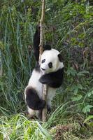 dois anos envelhecido jovem gigante panda, ailuropoda melanoleuca, chengdu, sichuan, China foto