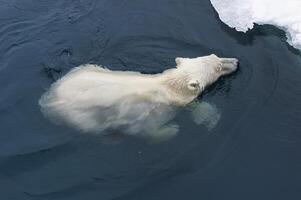 polar urso, Ursus marítimo, natação através pacote gelo, Svalbard arquipélago, Noruega foto