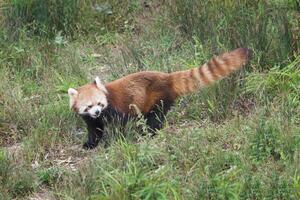 vermelho panda, Ailurus fulgens, sichuan província, China foto