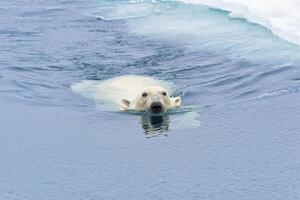 polar urso, Ursus marítimo, natação através pacote gelo, Svalbard arquipélago, Noruega foto