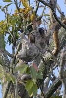 Castanho garganta três dedo do pé preguiça, bradipo variegado, dentro uma árvore com juvenil, Amazonas bacia, Brasil foto