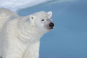 masculino polar urso, Ursus marítimo, retrato, Spitsbergen ilha, Svalbard arquipélago, Noruega, Europa foto