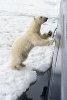 curioso polar urso, Ursus marítimo, saltando em do navio casco e tentando para entrar através uma escotilha, Svalbard arquipélago, Noruega foto