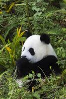 dois anos envelhecido jovem gigante panda, ailuropoda melanoleuca, chengdu, sichuan, China foto