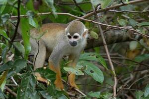 com dorso dourado esquilo macaco, saimiri usto, Amazonas bacia, Brasil foto