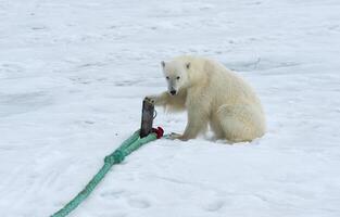 polar urso, Ursus marítimo, inspecionando a corda e mastigar em a pólo do a expedição enviar, Svalbard arquipélago, Noruega foto