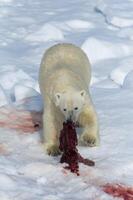masculino polar urso, Ursus marítimo, em a pacote gelo, alimentando em a permanece do uma presa selo, Spitsbergen ilha, Svalbard arquipélago, Noruega, Europa foto