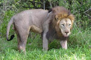 masculino leão, Panthera leão, caminhando dentro a arbusto, Kwazulu natal província, sul África foto