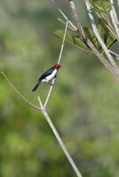vermelho limitado cardeal, paroaria gularis, Amazonas bacia, Brasil foto