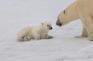 fêmea polar urso, Ursus marítimo, com filhote, Svalbard arquipélago, barents mar, Noruega foto