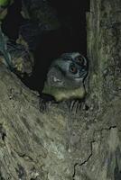 spix s noite macaco, aotus vociferantes, Amazonas bacia, Brasil foto