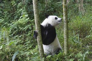 dois anos envelhecido jovem gigante panda, ailuropoda melanoleuca, chengdu, sichuan, China foto