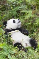 dois anos envelhecido jovem gigante panda, ailuropoda melanoleuca, chengdu, sichuan, China foto