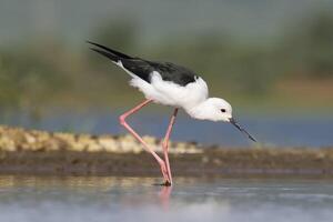 de asas negras palafita, himantopus Himantopo, caminhando dentro água, Kwazulu natal província, sul África foto