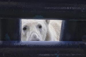 polar urso, Ursus marítimo, olhando através a abertura dentro navio área coberta, Svalbard arquipélago, Noruega foto