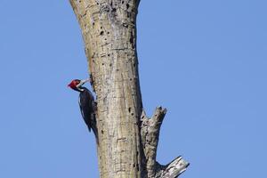 fêmea carmesim com crista pica-pau, campephilus melanoleucos, Amazonas bacia, Brasil foto