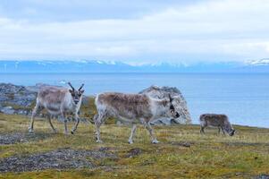 Svalbard renas, rangifer tarandus platirhynchus, dentro a tundra, Spitsbergen ilha, Svalbard arquipélago, Noruega foto