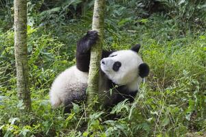 dois anos envelhecido jovem gigante panda, ailuropoda melanoleuca, chengdu, sichuan, China foto