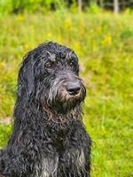 retrato do uma molhado goldendoodle . a cachorro é sentado com molhado encaracolado grandes Preto pele foto