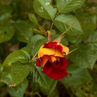 uma fechar acima do uma vermelho e amarelo rosa Flor dentro a jardim foto